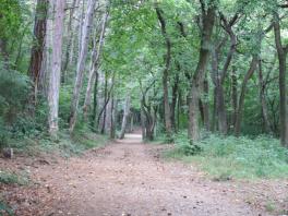 Gehweg im Kalenderberg