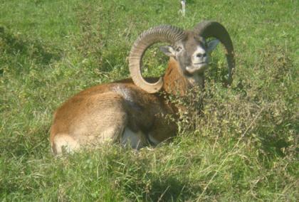 Steinbock Lainzer Tiergarten