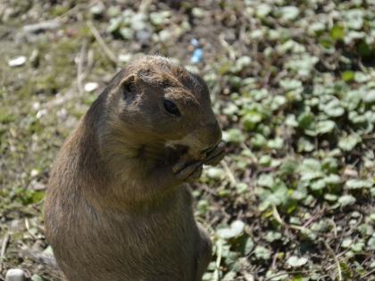 Alpenwildpark Pfänder