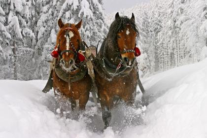 Hüttschlag Winter - Pferdeschlittenfahrten