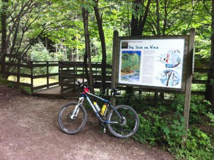 Teich im Wald