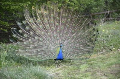 Tierwelt Herberstein