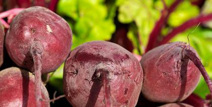 Rote Bete als gesundes Nahrungsmittel zur Leistungssteigerung