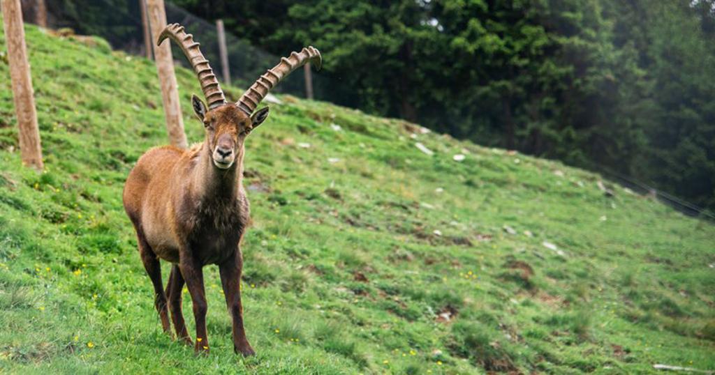 Der Wildlife Trail im Talschluss von Saalbach Hinterglemm