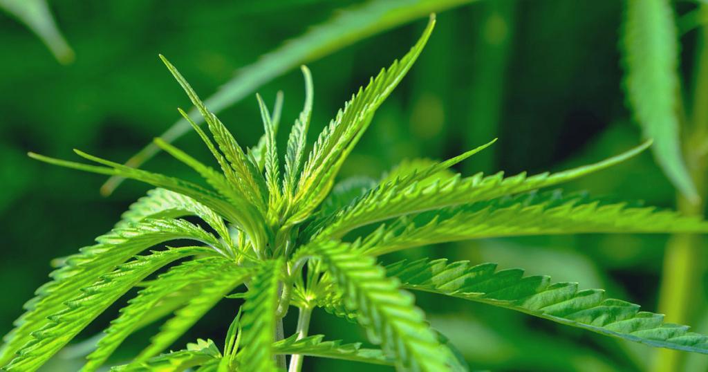 Einsatz von Cannabinoiden im Sport