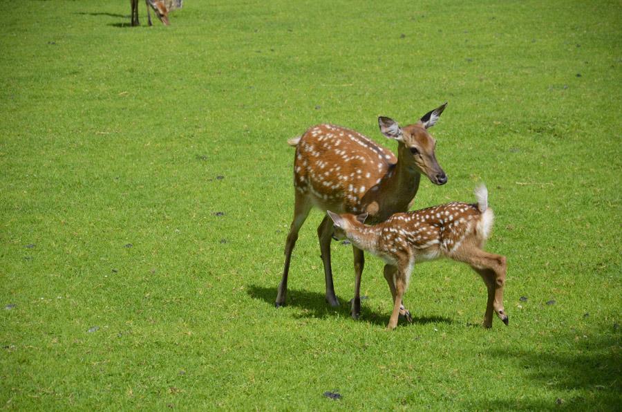 Rehe im Wildpark Ferleiten