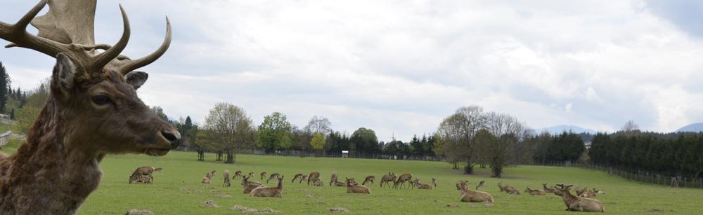 Tierpark Rosegg